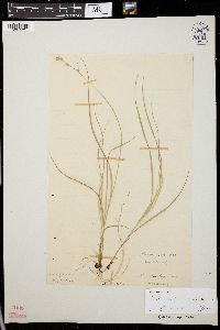Carex radiata image