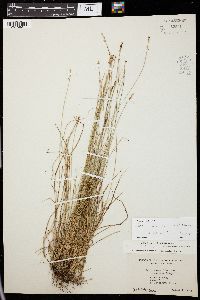 Carex radiata image