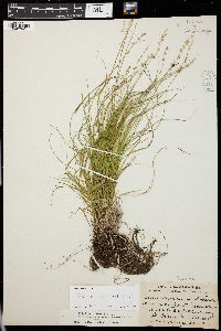 Carex radiata image