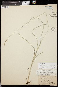 Carex radiata image