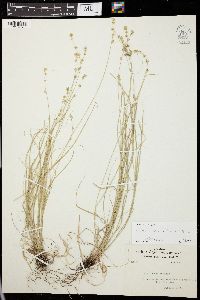 Carex radiata image