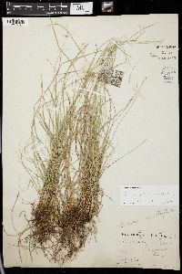 Carex radiata image