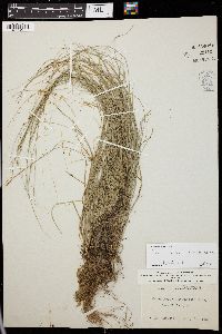 Carex radiata image