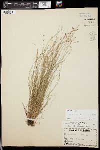 Carex radiata image