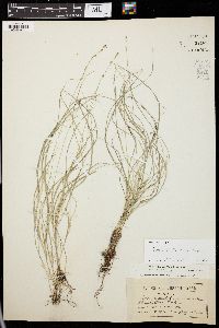 Carex radiata image