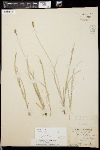 Carex texensis image