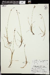 Carex rariflora image