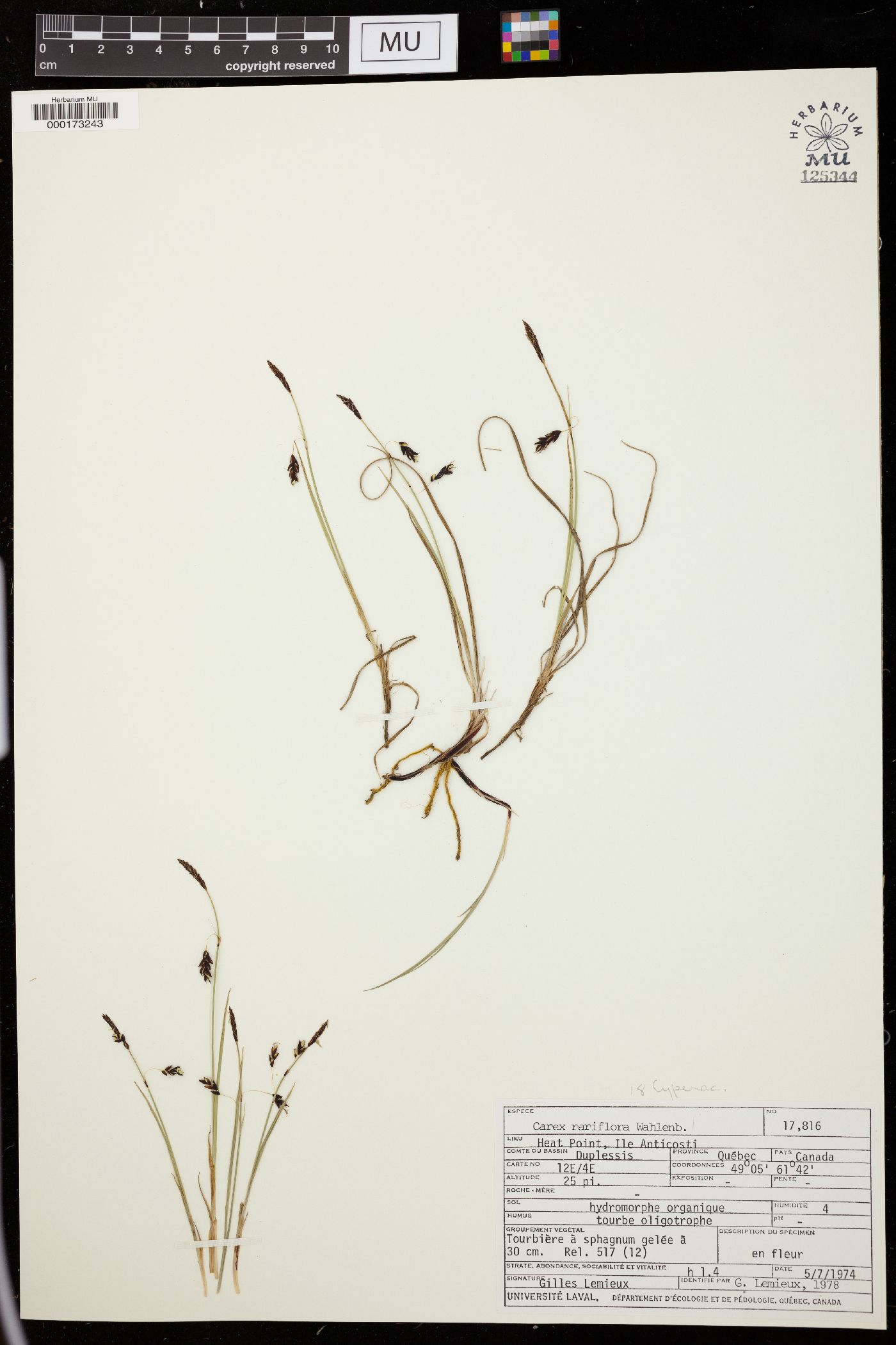 Carex rariflora image