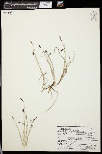 Carex rariflora image