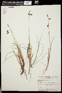 Carex rariflora image