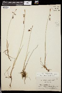 Carex rariflora image