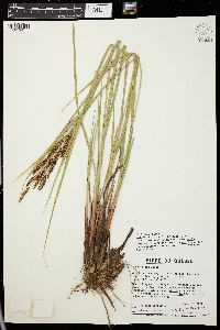 Carex recta image