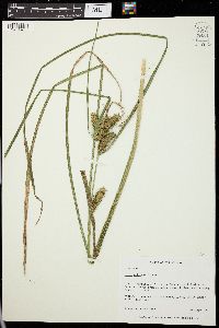 Carex retrorsa image