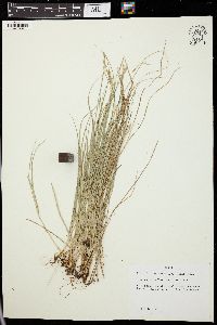 Carex retroflexa image