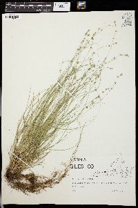 Carex retroflexa image