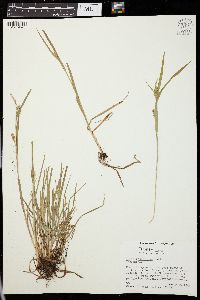 Carex retroflexa image