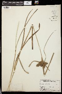 Carex retrorsa image