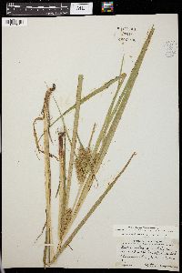 Carex retrorsa image