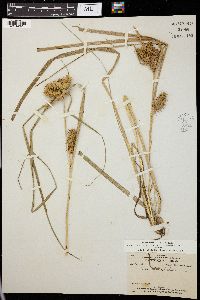 Carex retrorsa image