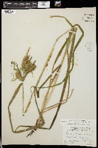 Carex retrorsa image