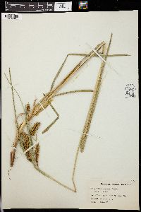 Carex retrorsa image