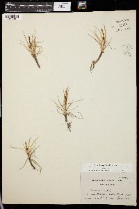 Carex cespitosa image