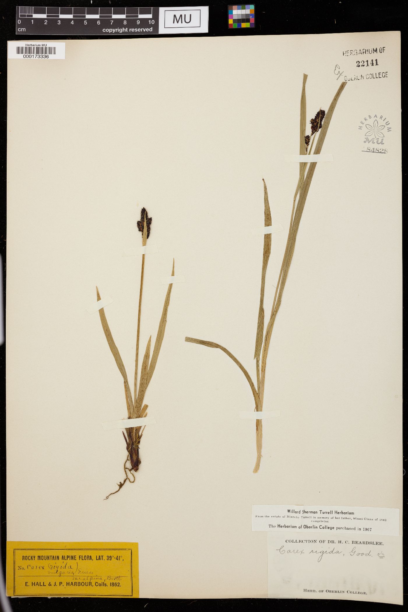 Carex cespitosa image