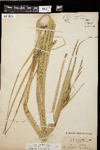 Carex rostrata image