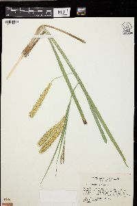 Carex rostrata image