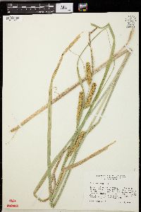 Carex rostrata image