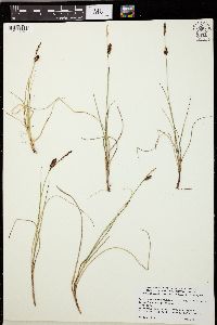 Carex rotundata image