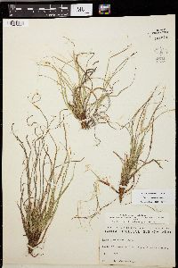 Carex rugosperma image