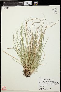 Carex rugosperma image