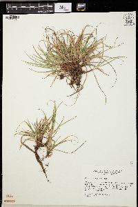 Carex rugosperma image