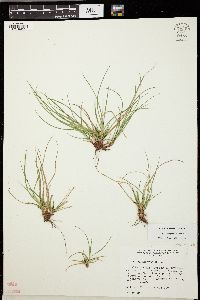 Carex rugosperma image