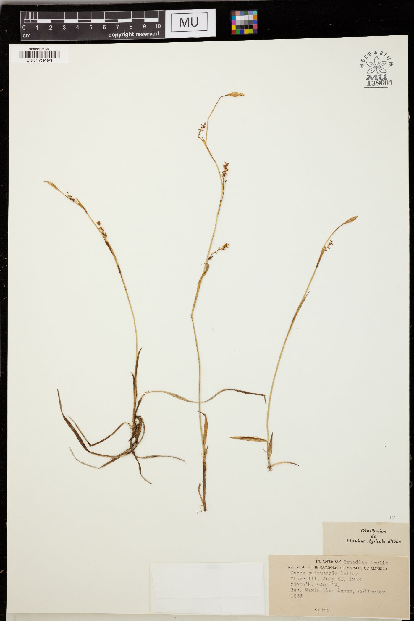 Carex saltuensis image