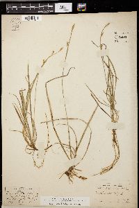 Carex saltuensis image