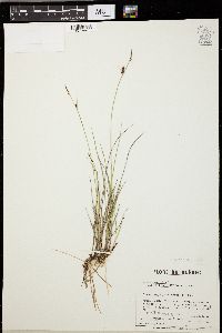 Carex saxatilis image