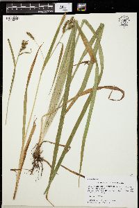 Carex scabrata image