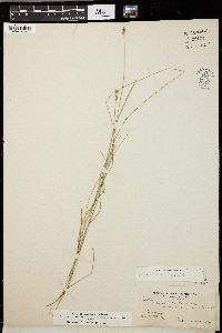 Carex scirpoidea image