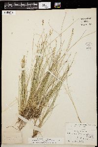 Carex scirpoidea image