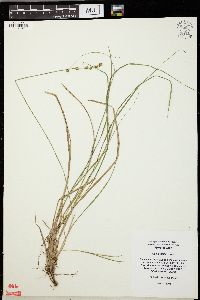 Carex seorsa image