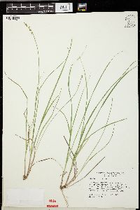 Carex seorsa image