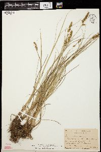 Carex vulpinoidea var. vulpinoidea image