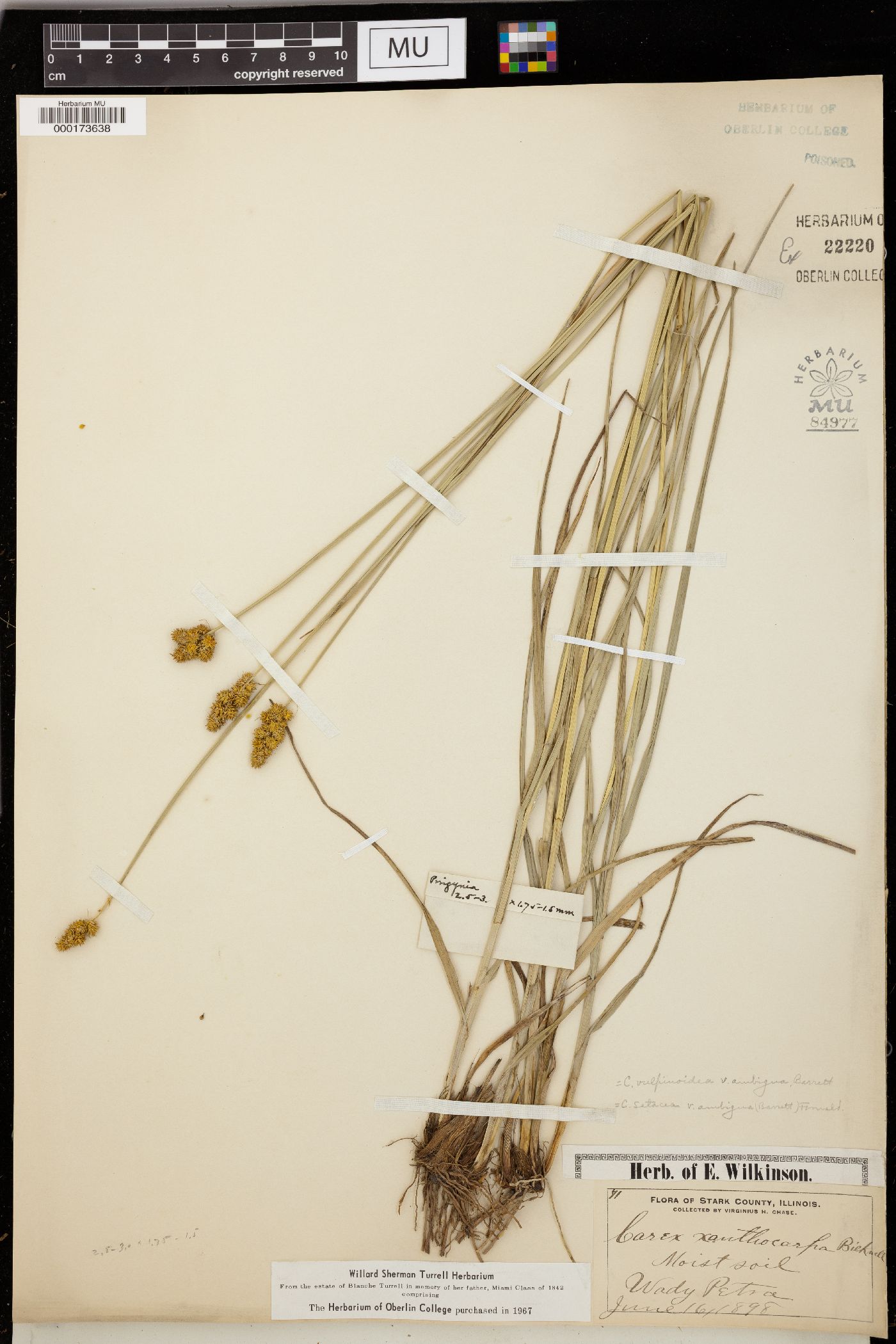 Carex vulpinoidea var. vulpinoidea image