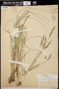 Carex vulpinoidea var. vulpinoidea image