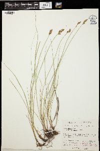 Carex siccata image