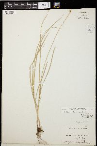 Carex siccata image