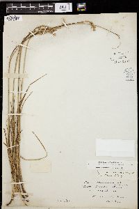 Carex silicea image