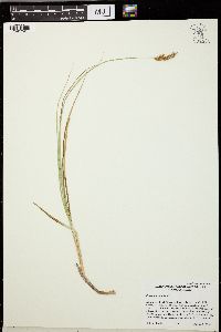 Carex simulata image